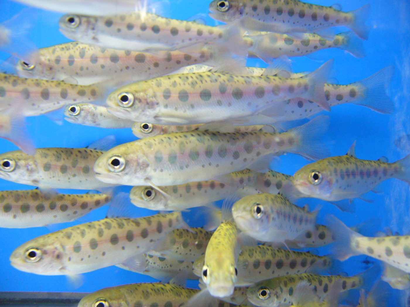 釣り好き少年の 夢中 が サバにマグロを産ませる研究につながった 特集記事一覧 イオンファンタジーのエデュテイメントサイト 釣り好き少年の 夢中 が サバにマグロを産ませる研究につながった 特集記事一覧 イオンファンタジーのエデュテイメントサイト